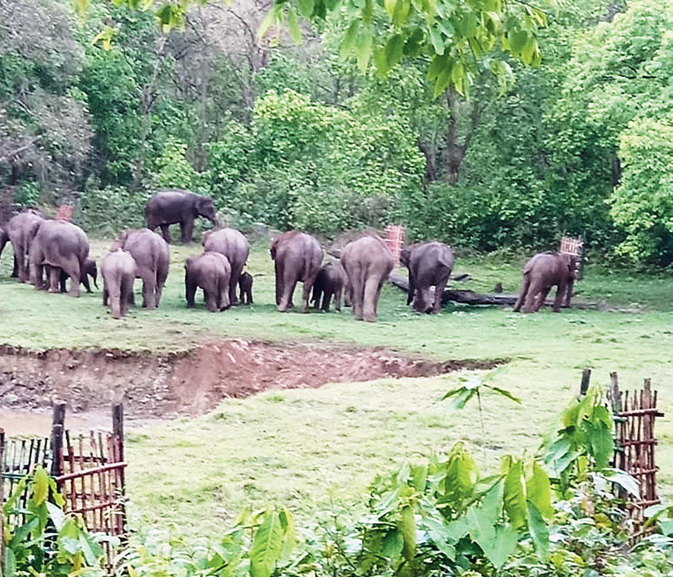 An elephant herd inside Dalma sanctuary on Wednesday. 

