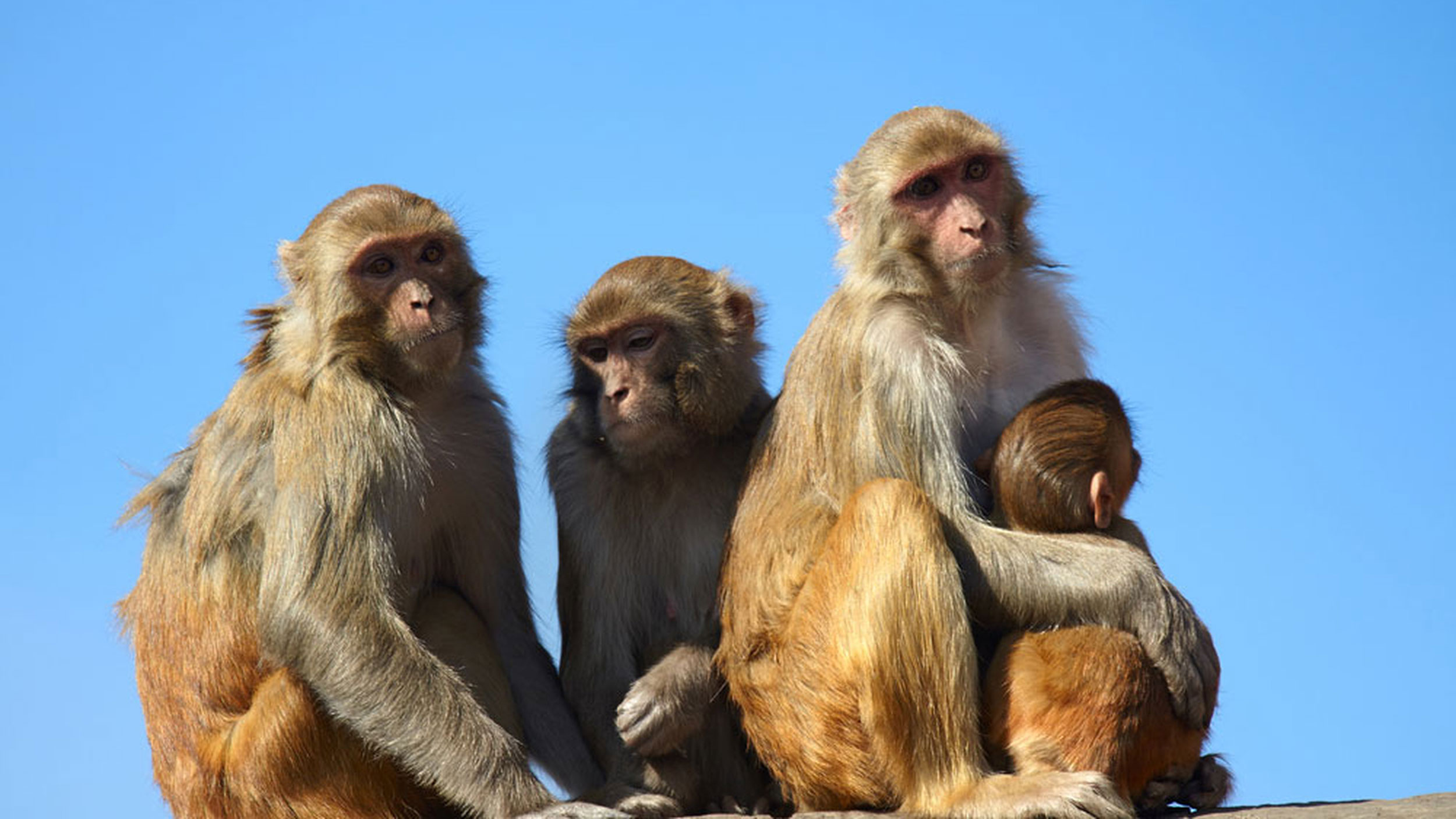 A number of rhesus monkeys in Madhya Pradesh died of hyper-thermia after a group of larger, stronger monkeys denied them access to a river. The tragic incident seems to foreshadow the future of human civilization as well
