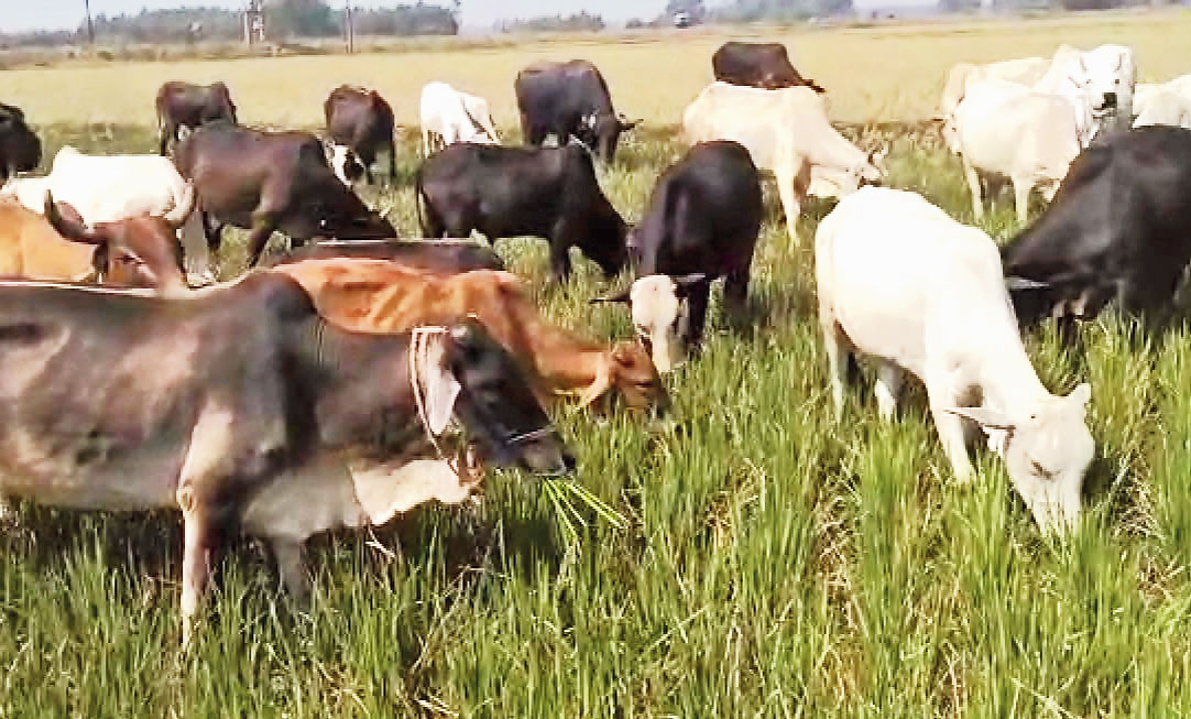 Cattle graze on standing crops in Burdwan’s Bhatar during the protest on Friday. 
