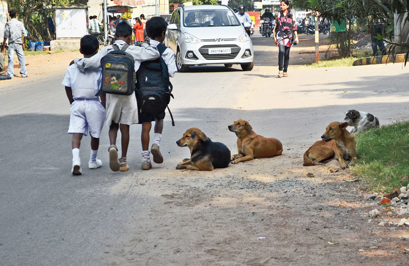 Schoolchildren walk as stray dogs look on in Sakchi, Jamshedpur, on Friday. 