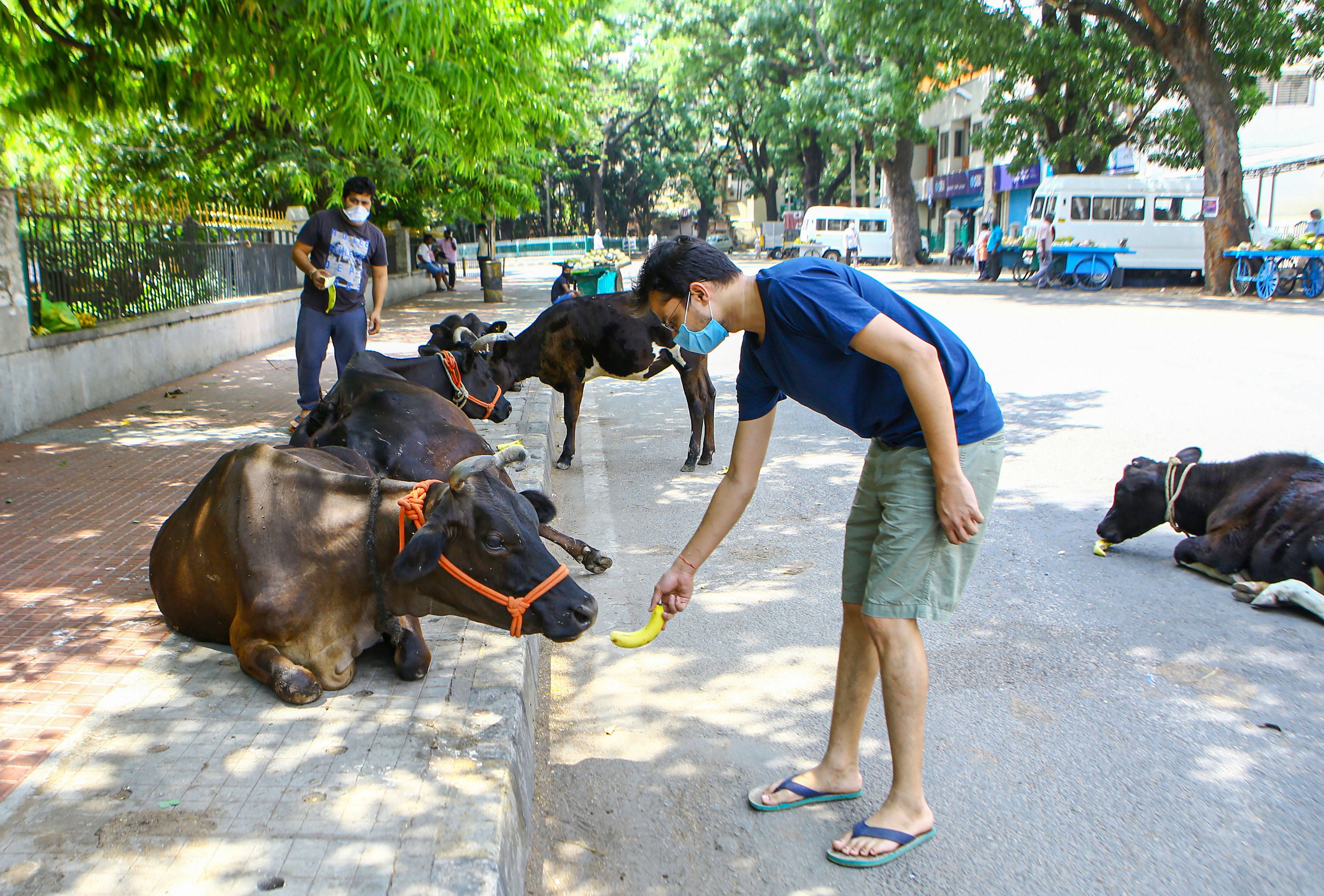 Citizens feed bananas to cows during a nationwide lockdown imposed in the wake of coronavirus pandemic, in Bengaluru, Wednesday, April 22, 2020.