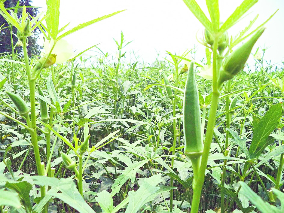 Farmers reap bumper okra crop Telegraph India