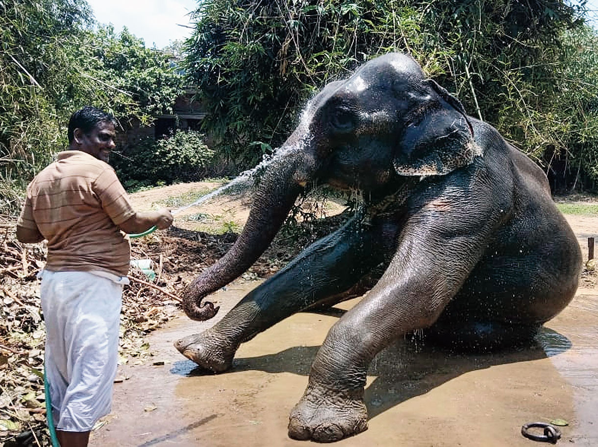 Akhtar Imam with one of his elephants.