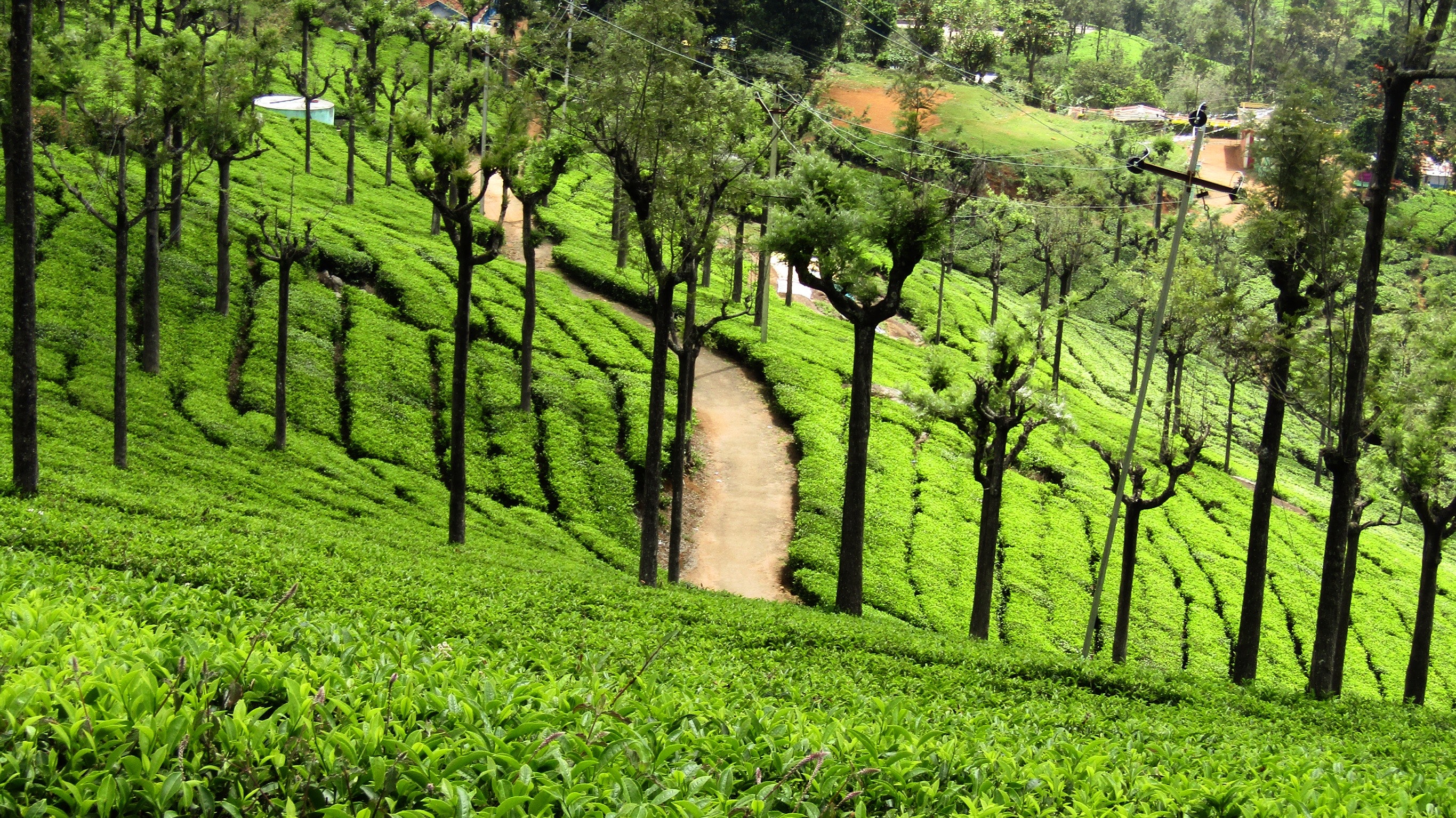 tea plantation visit ooty