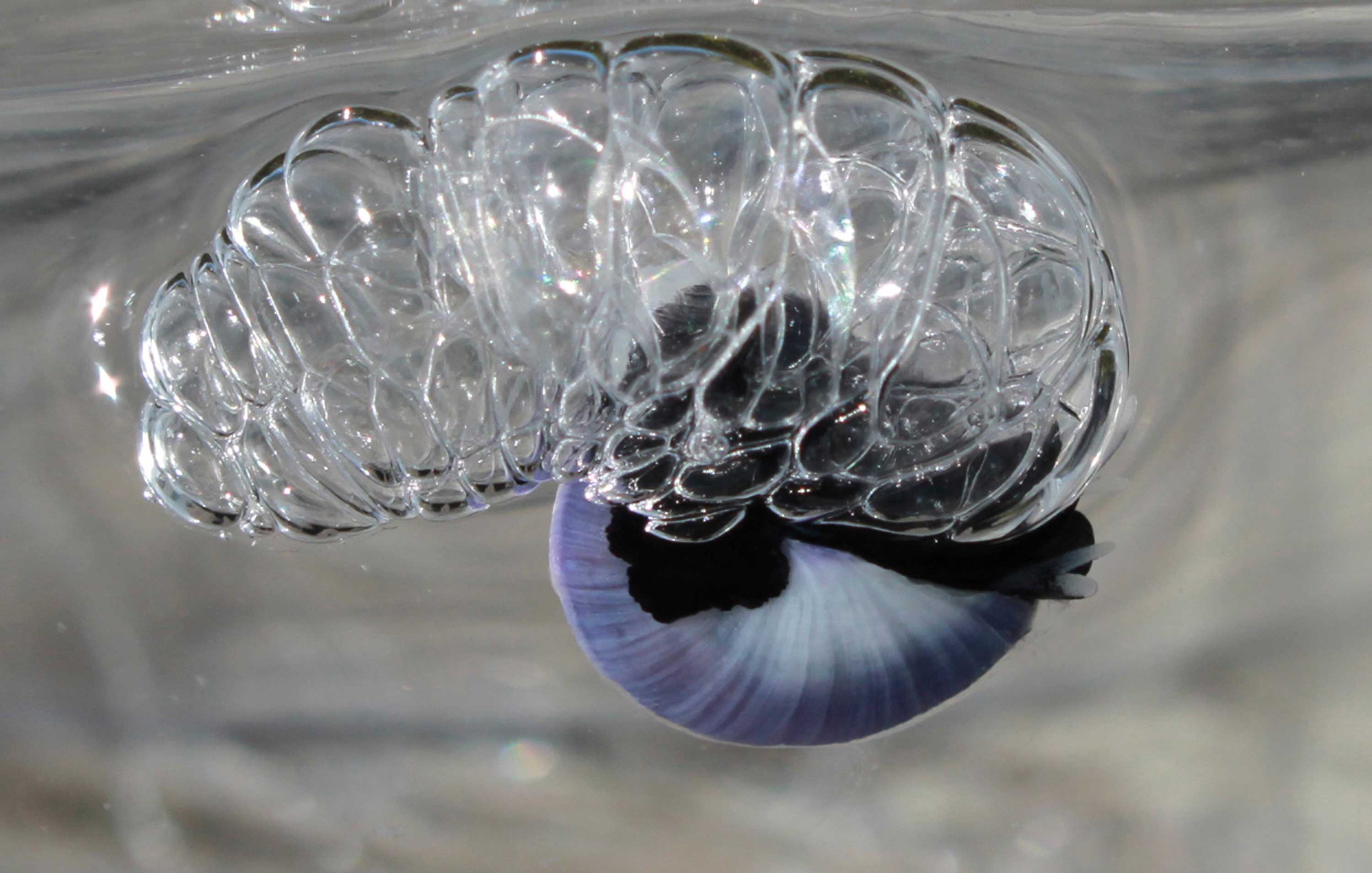 A violet sea snail in Bodega Bay, California.