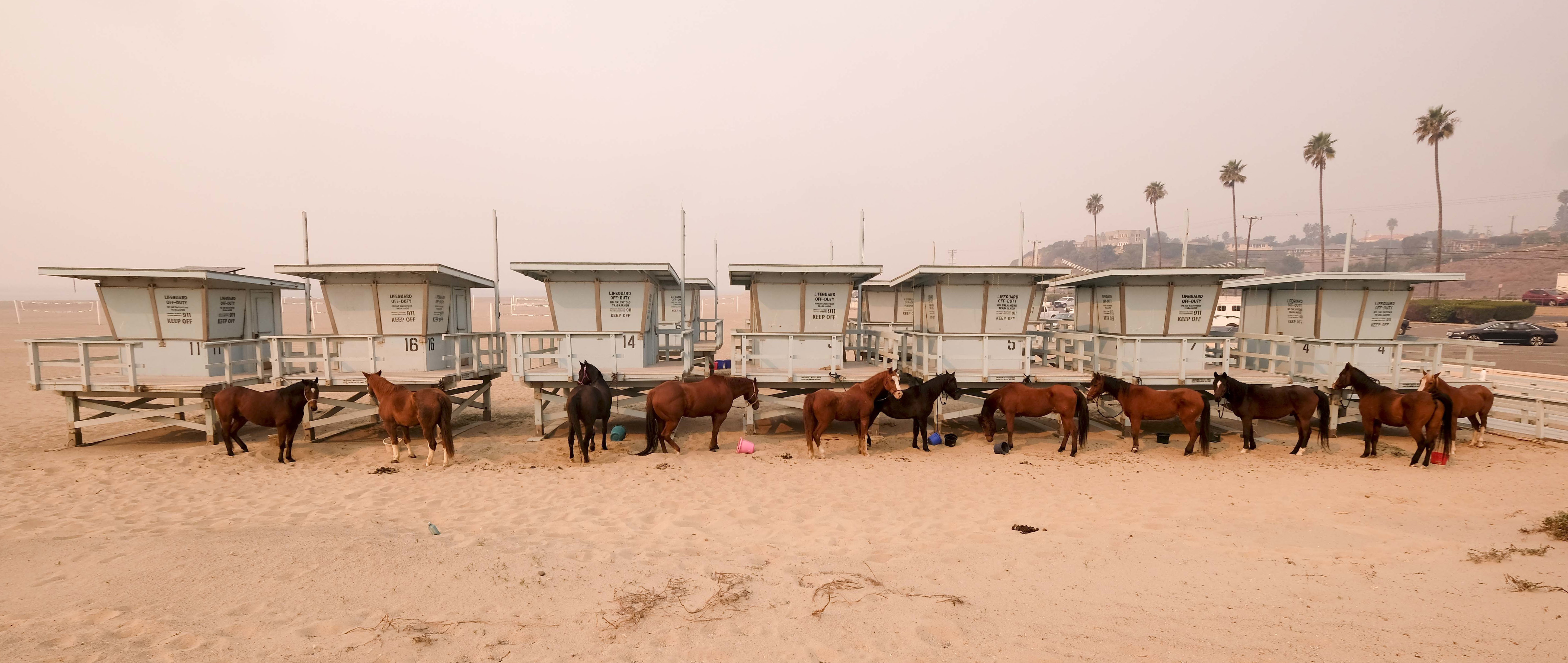 Horses that survived are tied to lifeguard booths on the beach in Malibu.