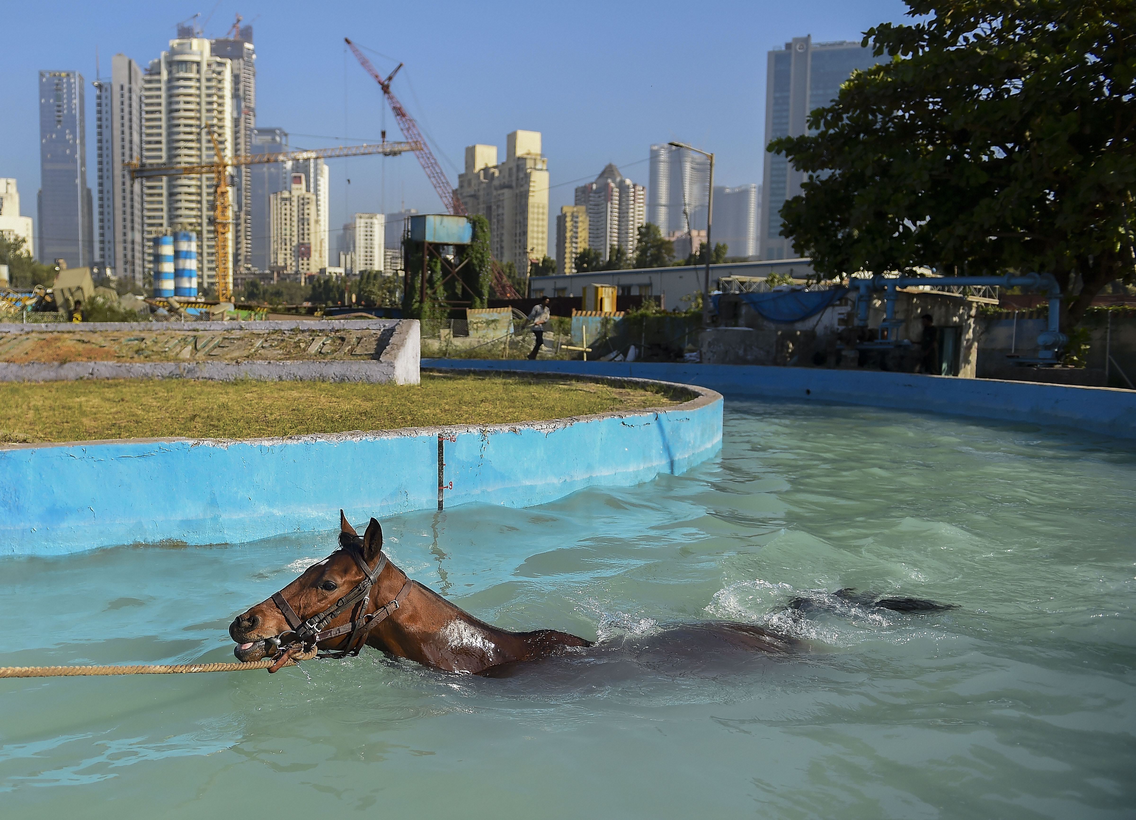 A horse is being trained at the Mahalaxmi Race Course for the Indian Derby in Mumbai