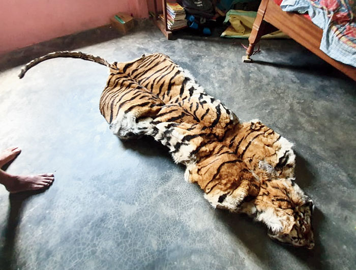 The picture of a tiger skin in a house near Manas National Park in Assam that forest officials had found on the phones of five persons arrested in June. The same skin is suspected to have been seized from Alipurduar on Tuesday
