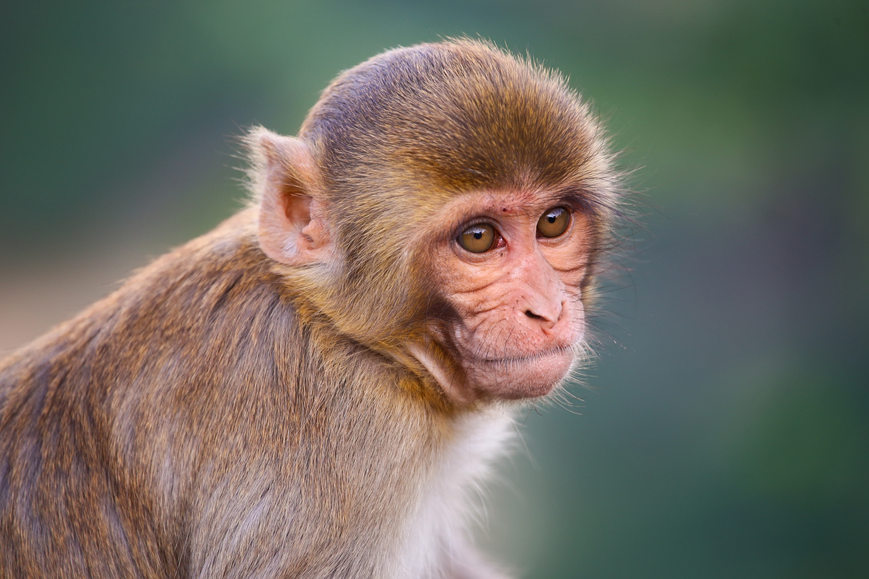 images of indian monkeys