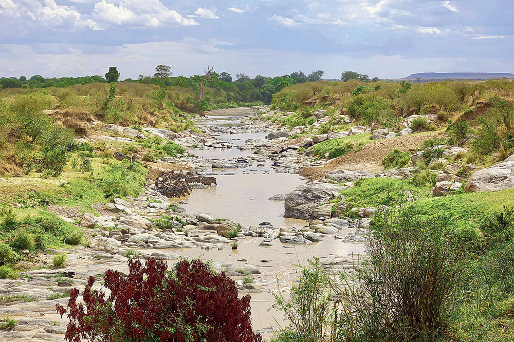 A dazzle of zebras stroll across Talek River