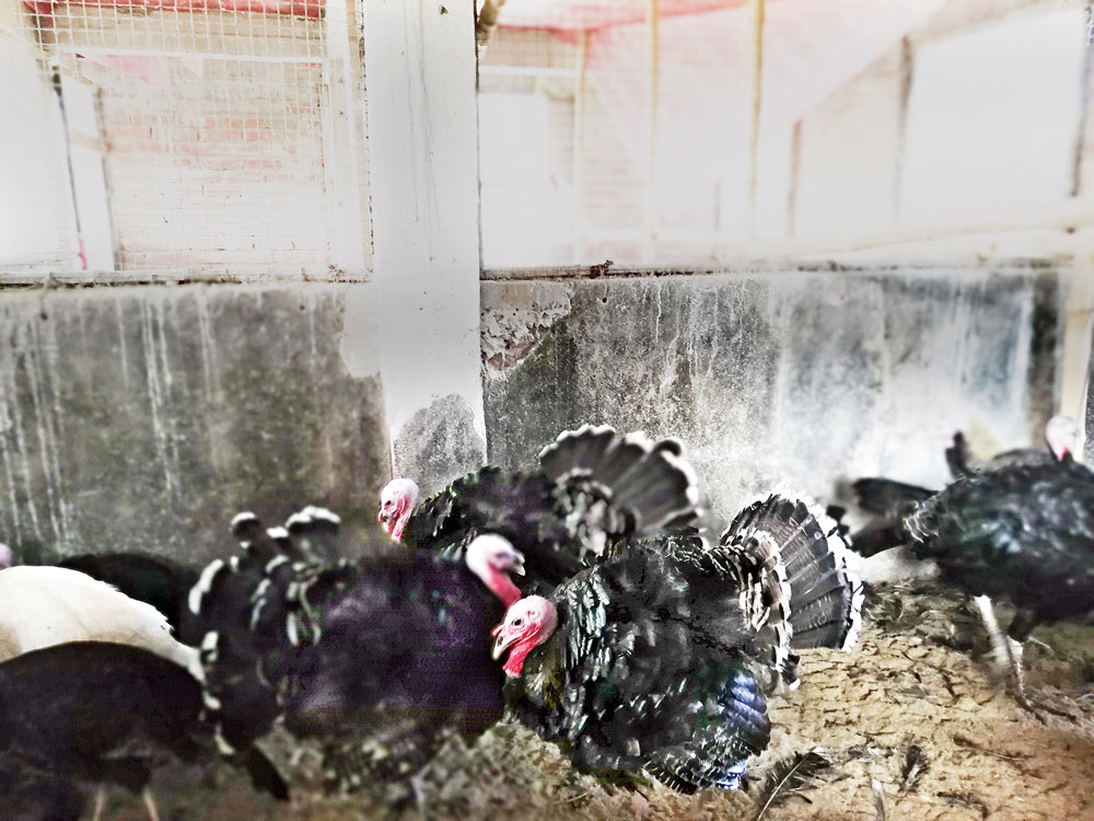 Early birds: Turkey chicks at Mondal’s farm in Sodepur, 20 km north of Calcutta   
