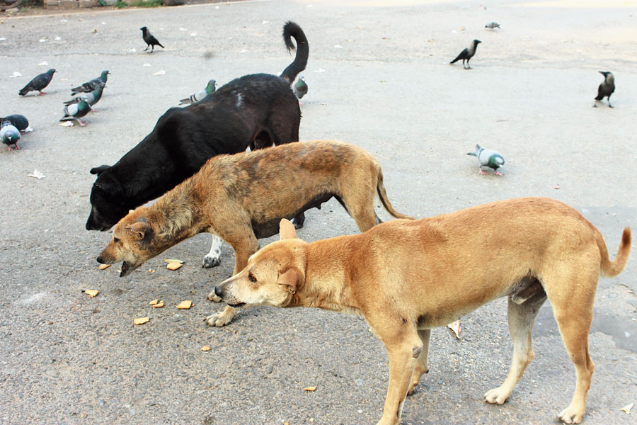 download free feeding stray dogs