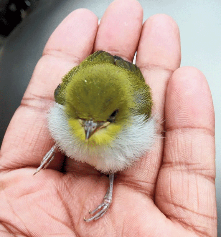 A rescued warbling white eye bird 