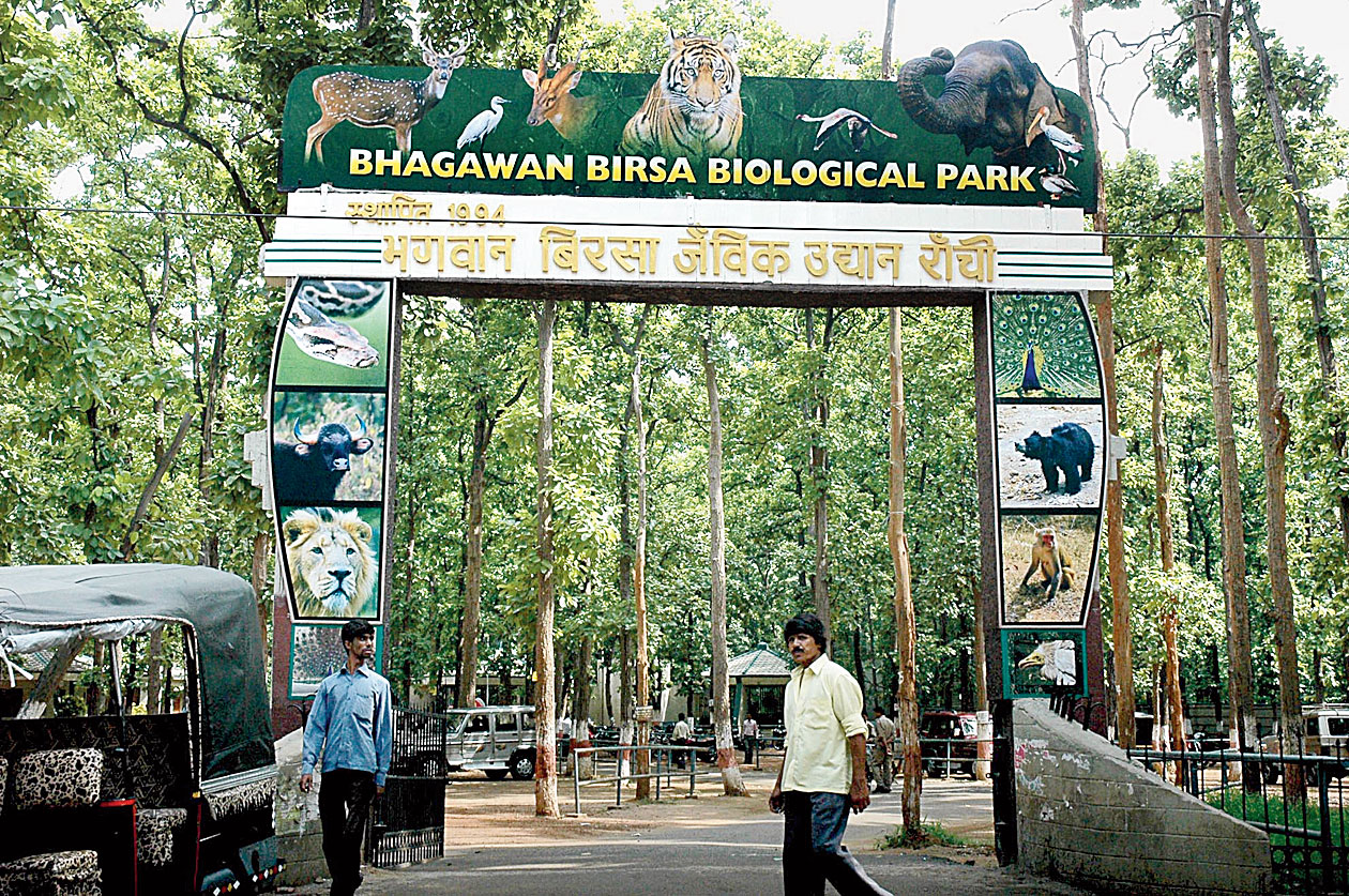 Birsa zoo, Ormanjhi
