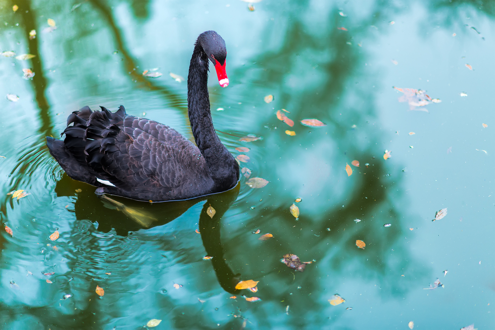 The first known use of the phrase, ‘black swan’, is attributed to the second-century Roman poet, Juvenal, who believed that such a bird didn’t exist