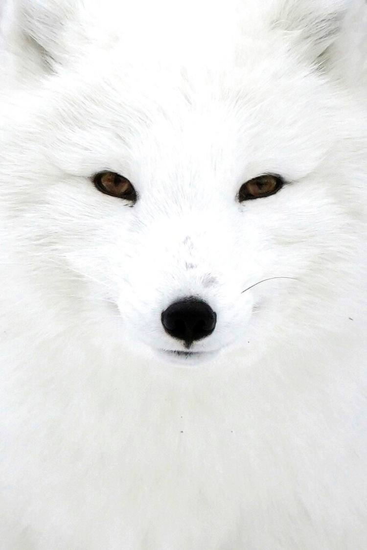 An arctic fox on December 25 at the Como Park Zoo in St Paul, Minnesota