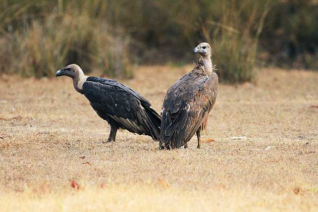 White-rumped vultures