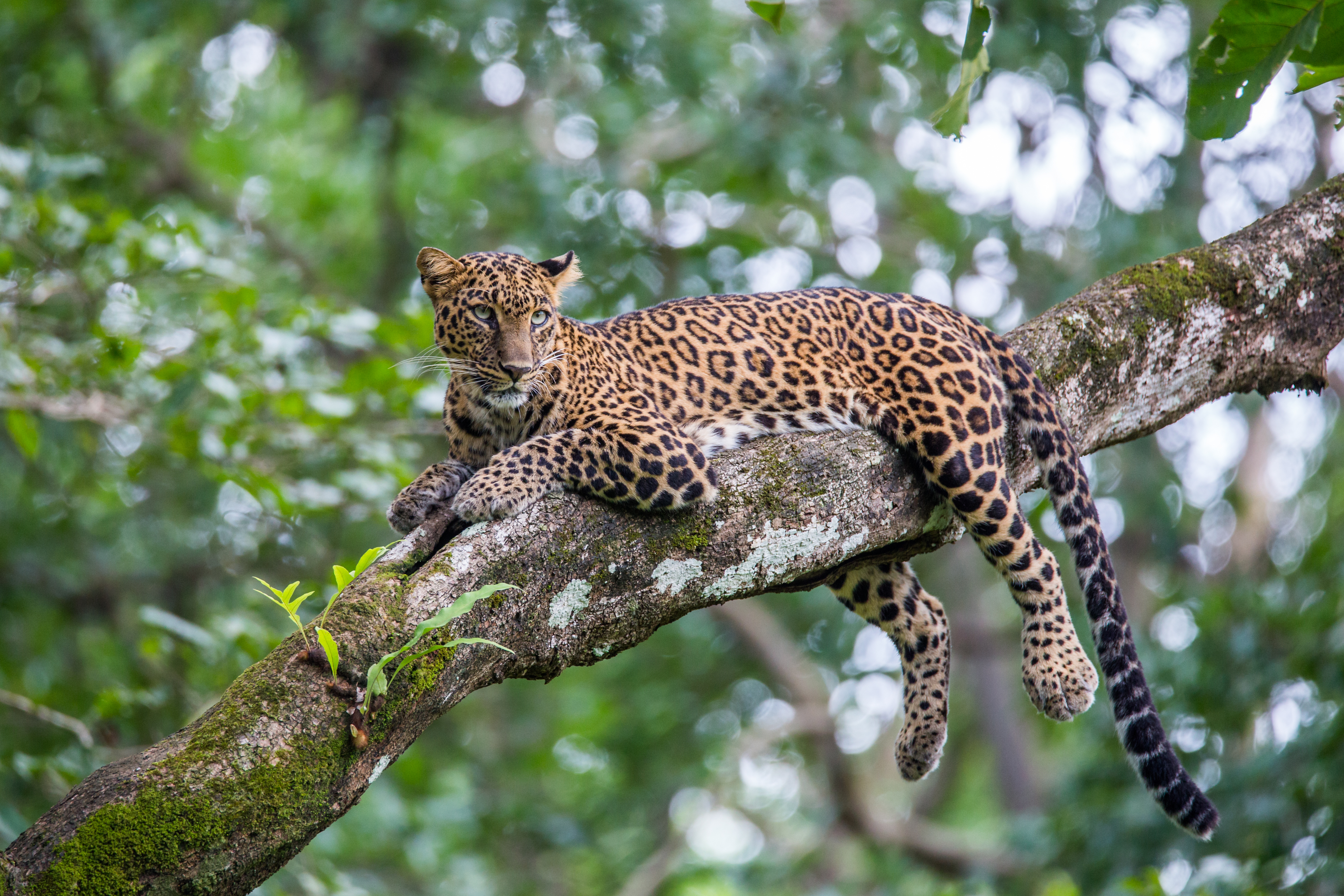 Wildlife conservation: Leopards are among the most neglected big cats in  India - Telegraph India
