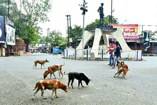 Strays roam in search of food near Randhir Verma Chowk in Dhanbad on Tuesday. 