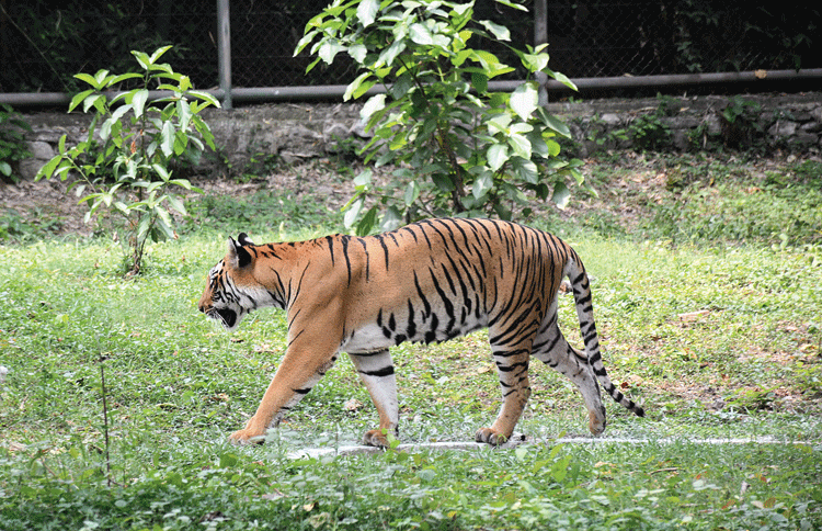Dona at Tata Steel Zoological Park in Jamshedpur
