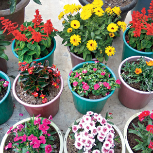 From petunia to marigold, add colour to your garden with these flowering plants