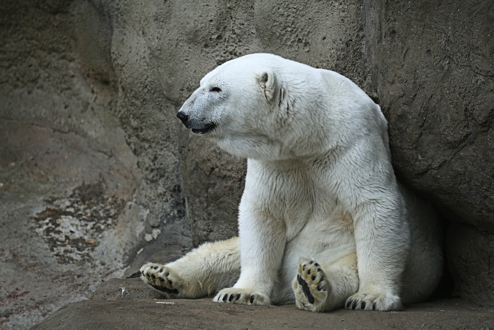 Polar bears visit Russia village - Telegraph India