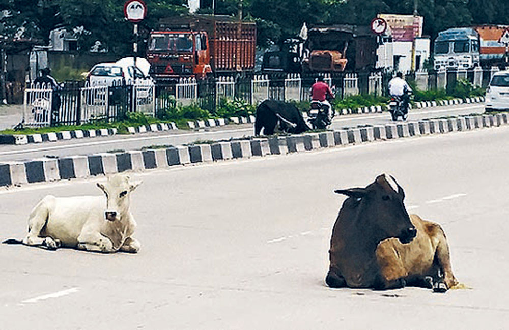 Yogi's Gorakhpur has become a cow sanctuary