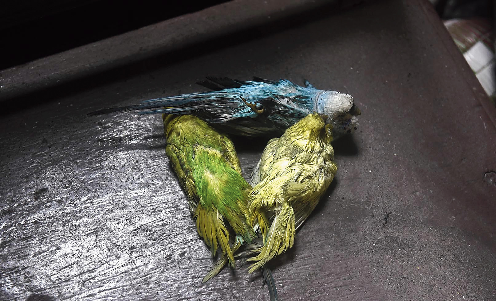 Three badrika or budgerigars, which were in a cage in the first-floor balcony of Suman Ghosh, were found dead on Sunday morning. 
