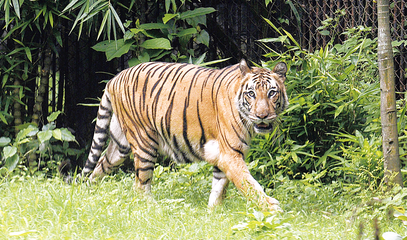 A Royal Bengal tiger
