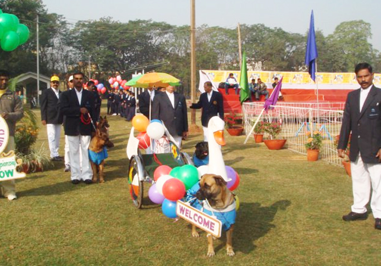 dogs Championship dog show organised by Jamshedpur Kennel Club