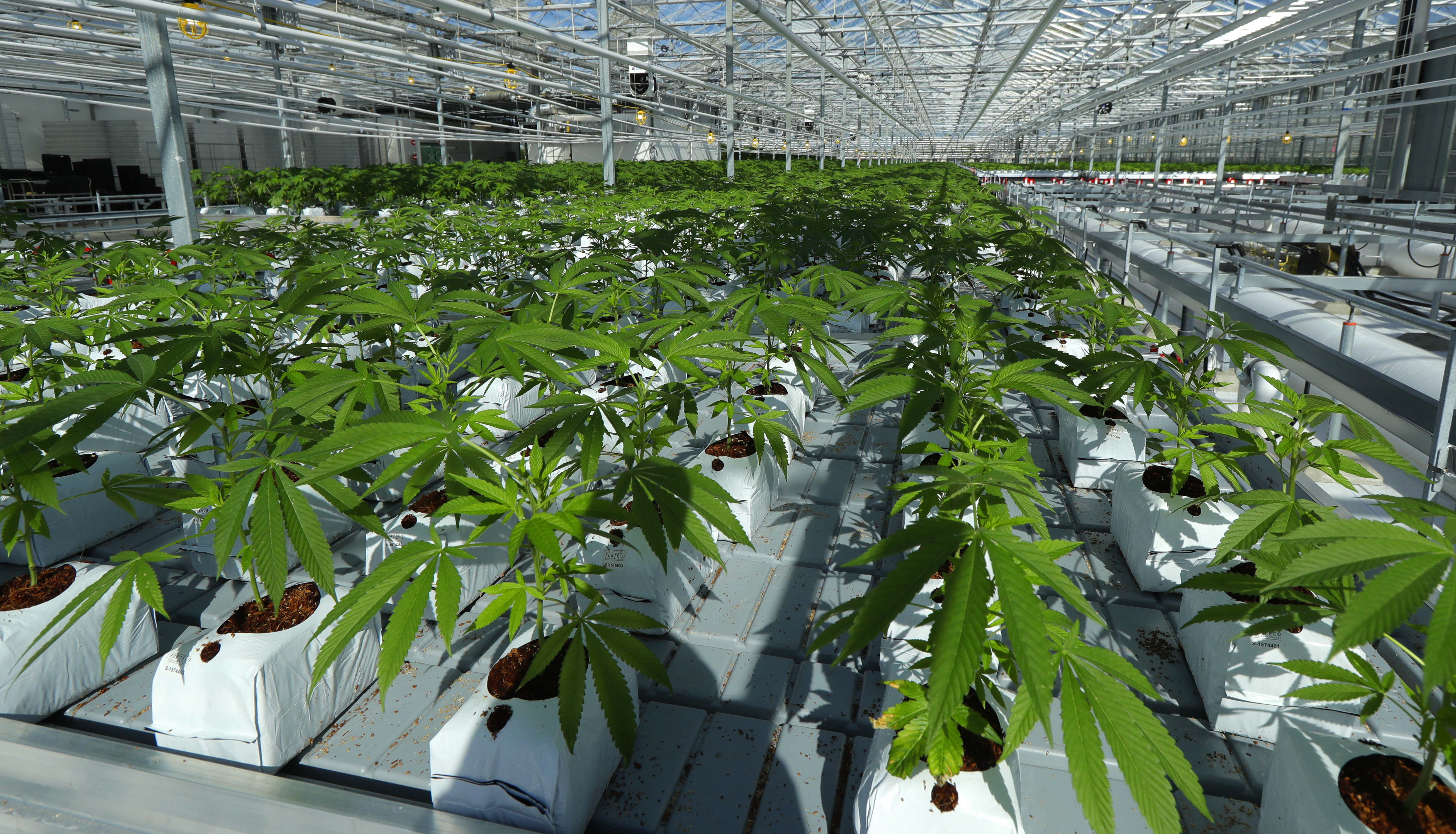 Marijuana griws in a tomato greenhouse being renovated to grow pot in Delta, British Columbia, that is operated by Pure Sunfarms, a joint venture between tomato grower Village Farms International, and a licensed medical marijuana producer, Emerald Health Therapeutics.