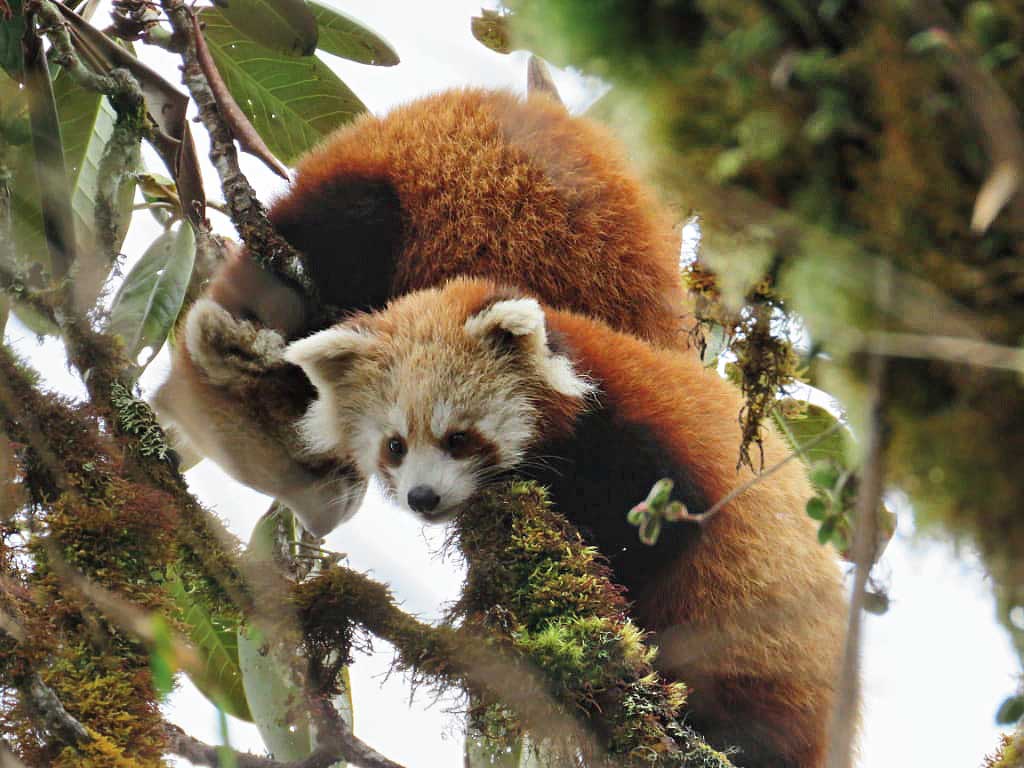 A positive path for red pandas in Arunachal Pradesh - Telegraph India