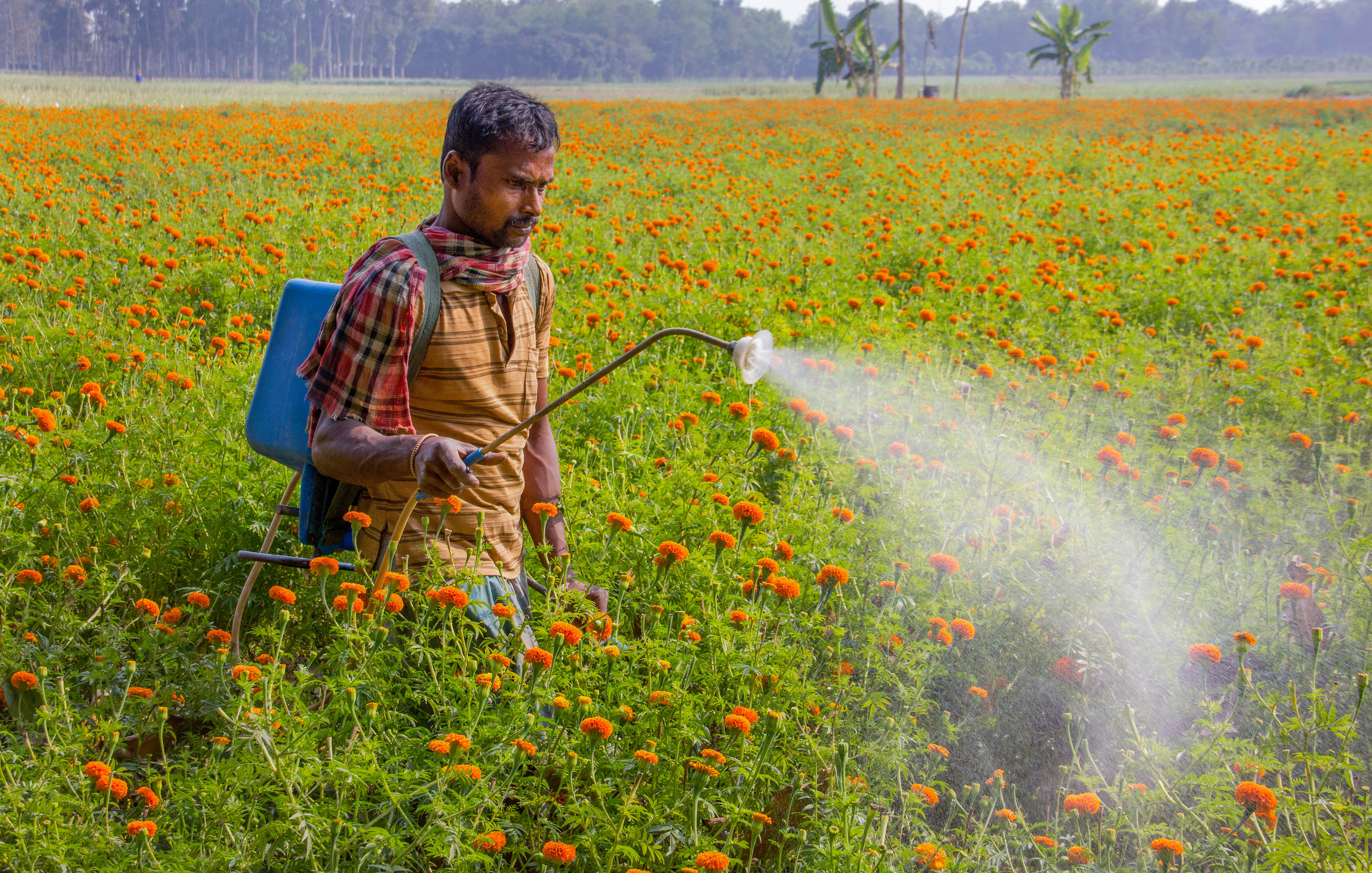 A farmer sprays insecticides at a marigold farm, during the ongoing Covid-19 nationwide lockdown, in Nadia district, Monday, May 18, 2020.