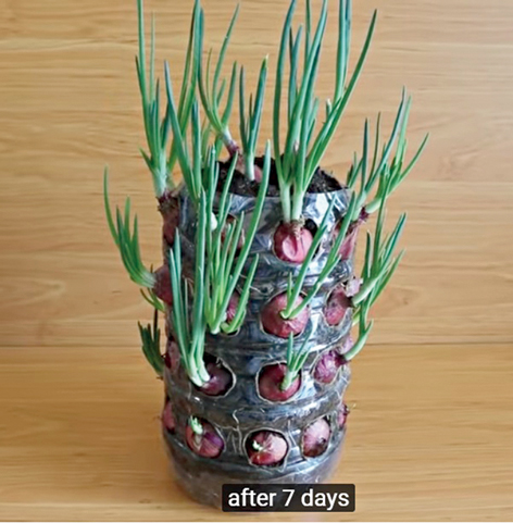 Onion plant