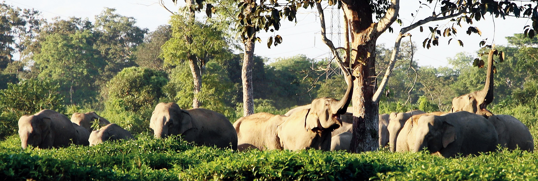 In Assam, man-elephant conflict has been frequent in Udalguri, Sonitpur, Nagaon, Karbi Anglong, Golaghat and Majuli districts over the past few years.
