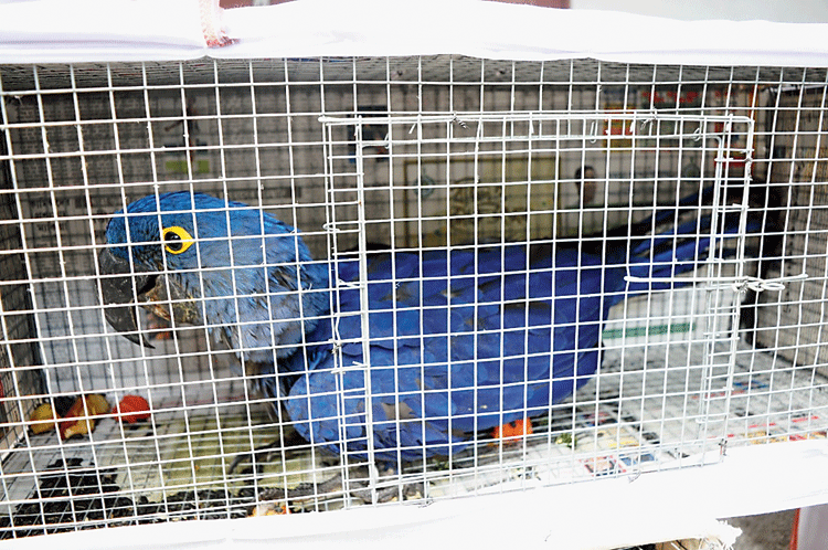 Some of the rescued birds