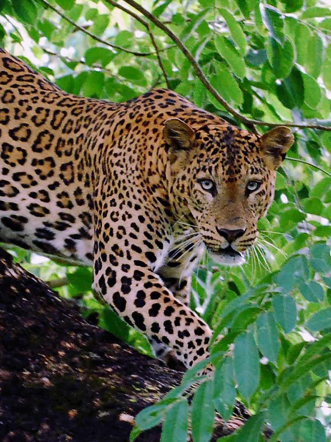 In the first two months of 2018, India has lost 106 leopards.