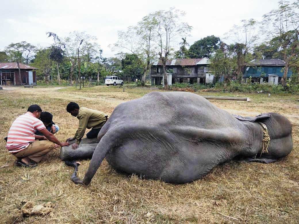 Vets inject anti-anthrax vaccine into a pet elephant in the Jaldapara National Park on Saturday. 

