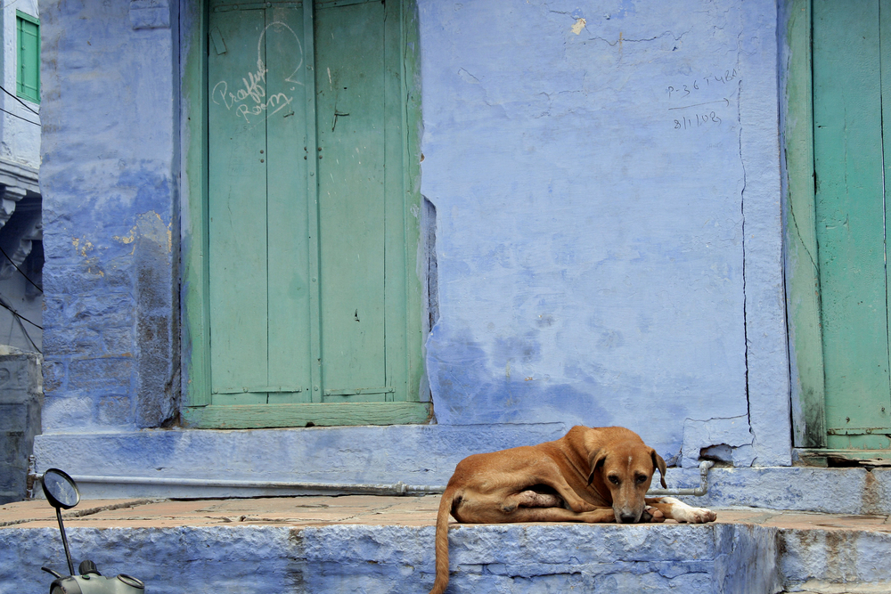 letters to the editor 2 april 2020: Concern for stray animals during  Covid-19 lockdown; inhuman treatment of migrant workers sprayed with  chemicals in UP - Telegraph India