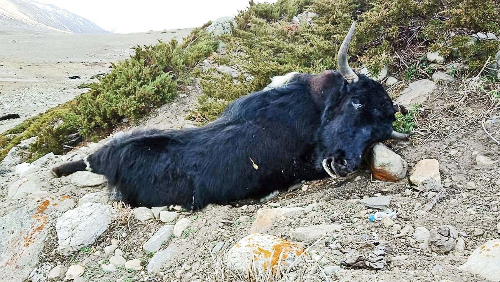 A carcass in North Sikkim.