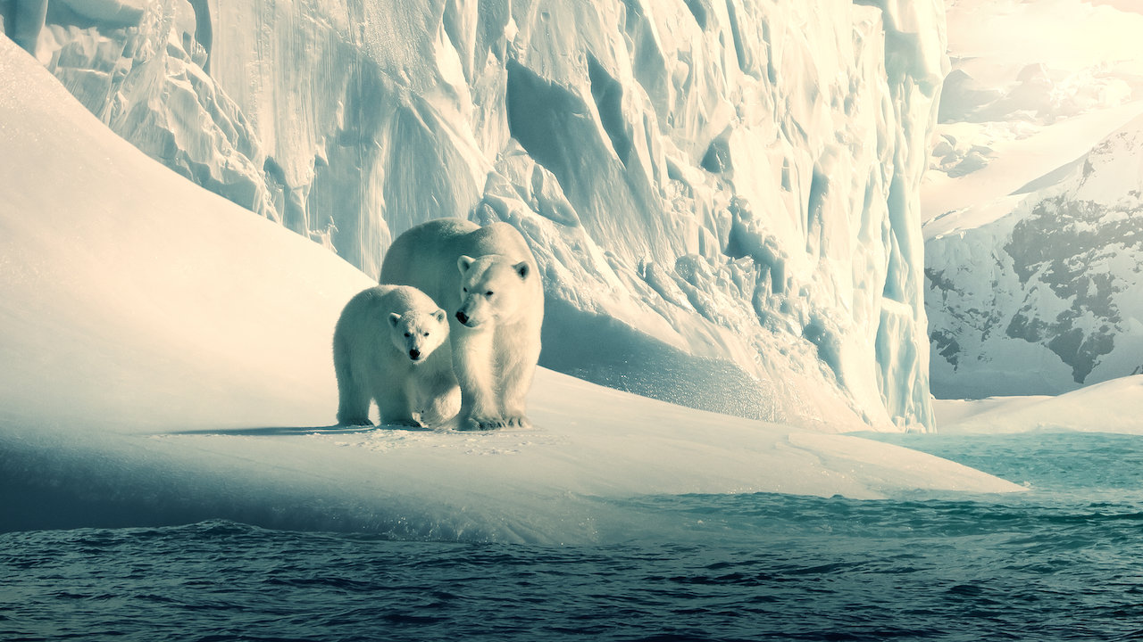 Polar bears have homes too! A still from Our Planet