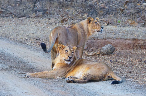 Wildlife photographer captures Pride of India at Gir - Telegraph India Wildlife photographer captures Pride of India at Gir - Telegraph India