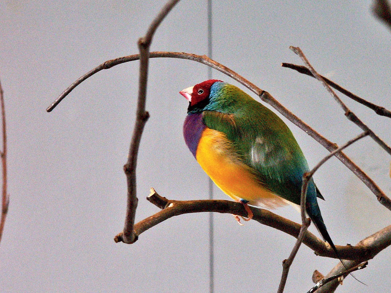A Gouldian Finch, native to Australia, was among the 53 birds that died in Alipore zoo