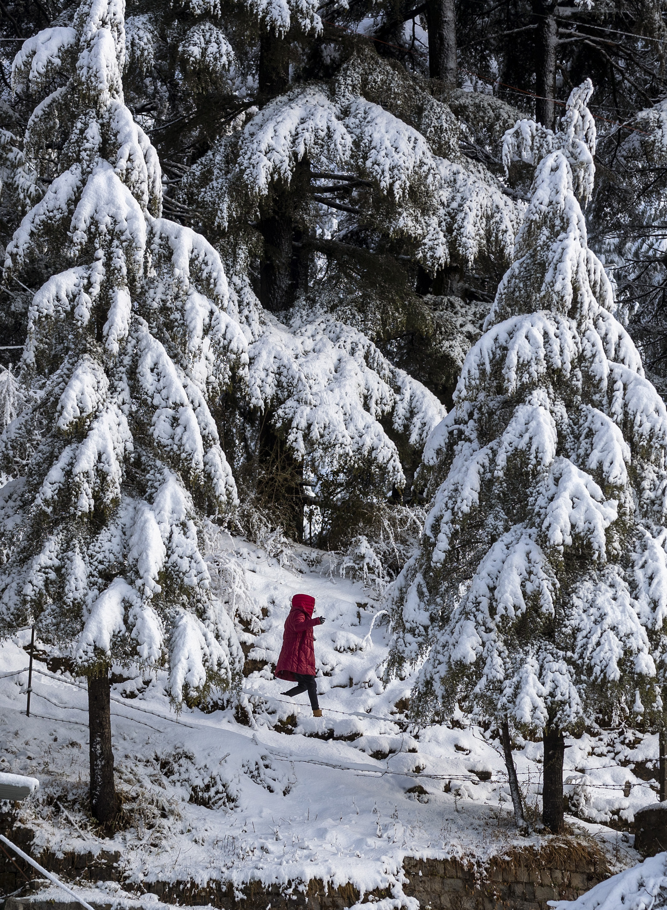 A woman walks on a mountain path flanked by Himalayan cedars covered in fresh snow in Dharmsala, India, Wednesday