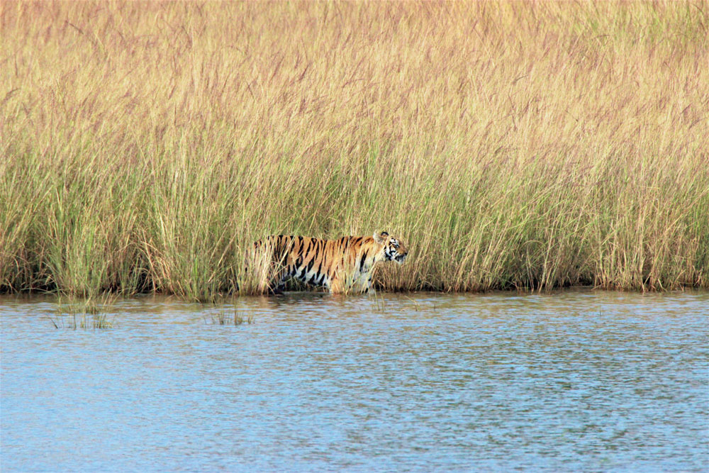 The tiger emerged from the tall grass by the lake along with two others
