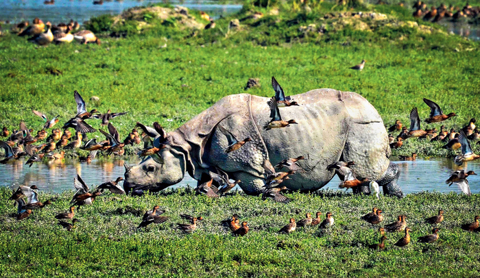 Only winged visitors: A rhino surrounded by migratory birds at Pobitora Wildlife Sanctuary in Morigaon district of Assam
