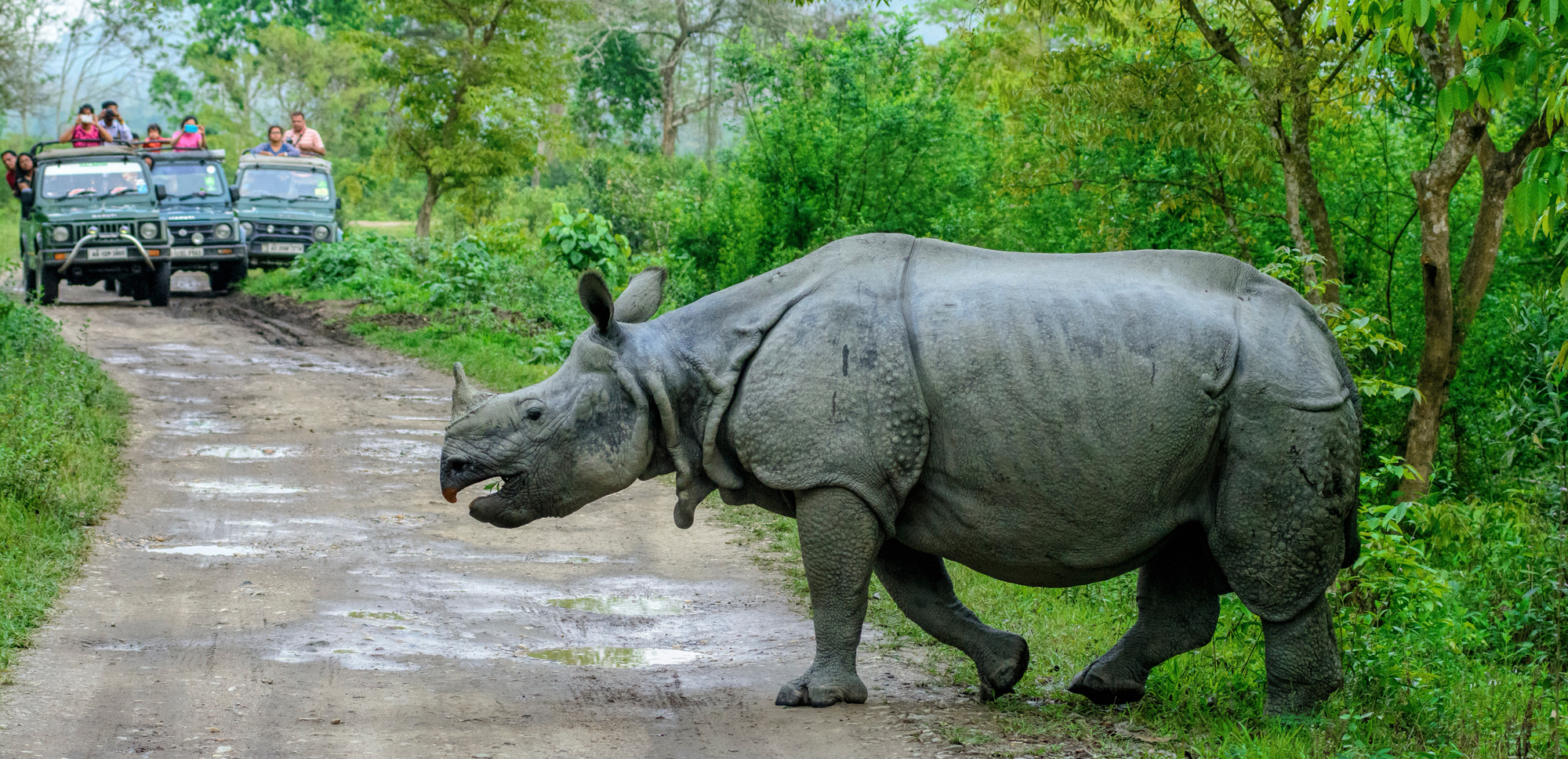 A rhino at Kaziranga National Park.
