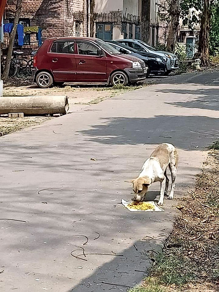 A dog after being served food
