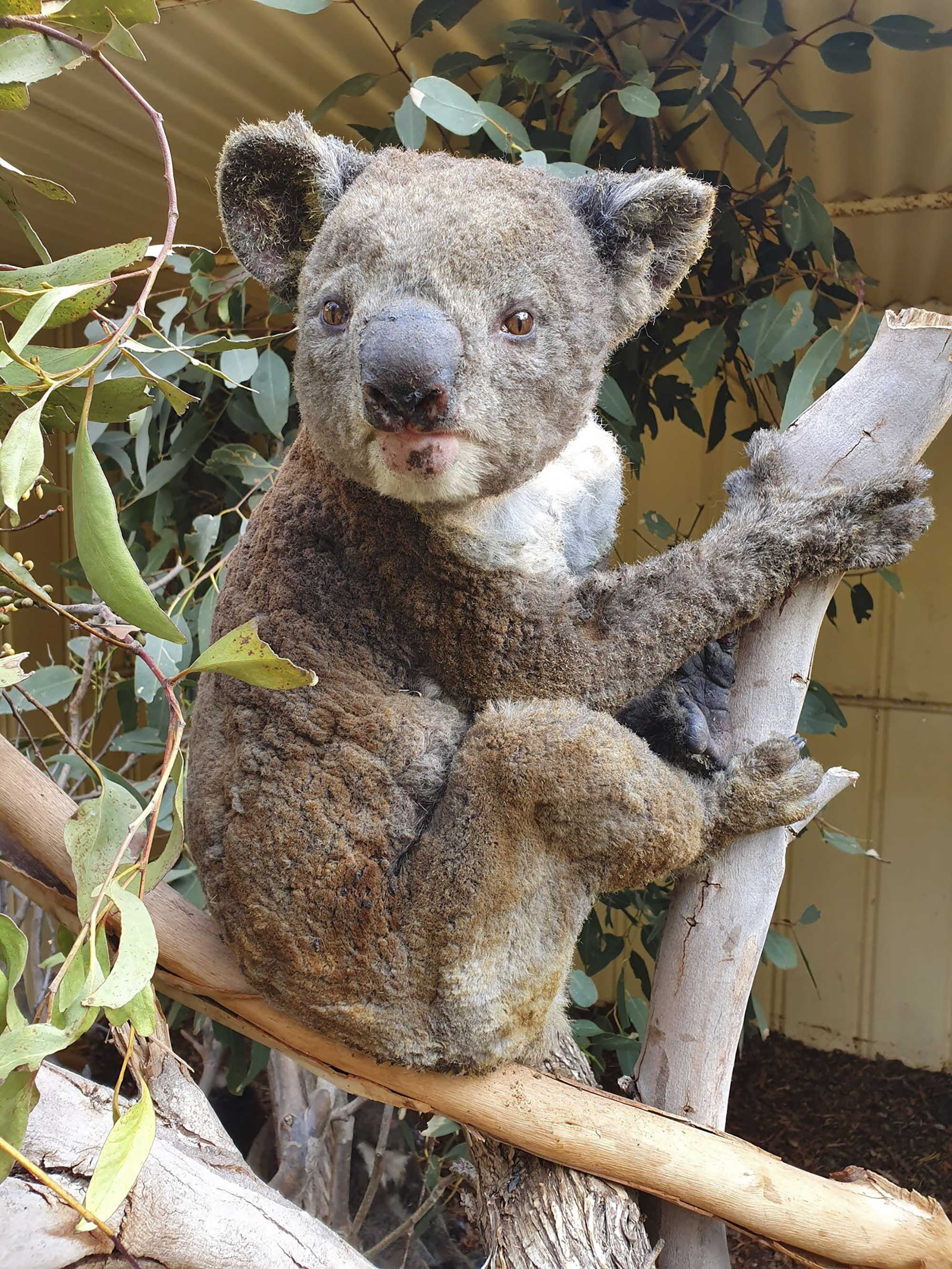 This photo taken in early January, 2020, and provided Sunday, January 5, 2020, by Dana Mitchell from the Kangaroo Island Wildlife Park shows a rescued koala injured in a bushfire in Kangaroo Island, South Australia.