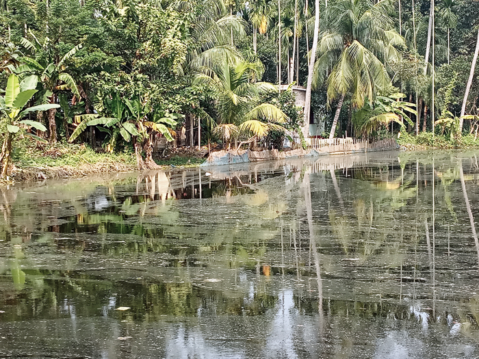 The pond at Abantiour Mondalpara in Bhatpara; (right) a wall (circled) that demarcated the waterbody’s boundary
